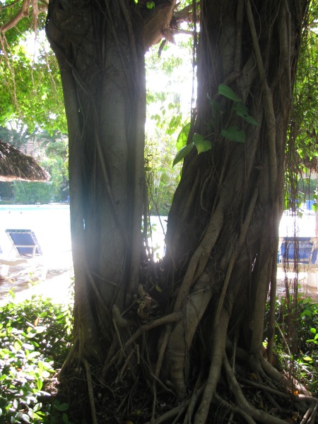 Dominican Republic 323.jpg